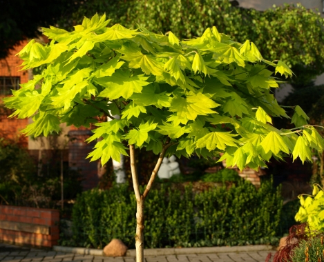 Klon Shirasawy (Acer shirasawanum) Aureum